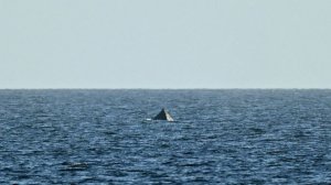 Боролся за жизнь: как спасали застрявшего на мели кита на Балтике