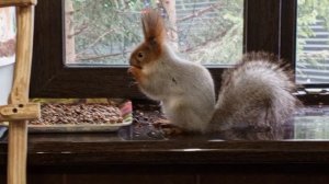 вольные белки позволяют дедушку Сергея