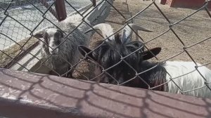 Бодливый козлик, як и капибара. Южно-Сахалинский зоопарк. mp4