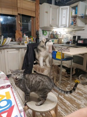 гуляем с #хаски