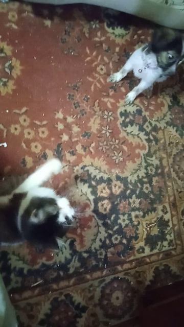 Барсик и Макс играют с ленточками