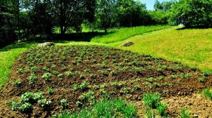 Незамысловатый огород ( из архиаа )