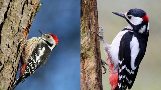 Какую роль играют дятлы в экосистеме?