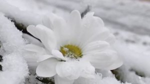 МАРТА Стихи:Роза Пириева Музыка,аранжировка,исполнение:Александр Волченко@