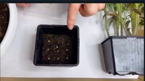 ВЫРАЩИВАНИЕ ТОМАТОВ БЕЗ ПИКИРОВКИ