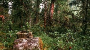 ТАЙГА.  ВОТ, Что на Самом Деле СКРЫВАЕТ ТАЙГА.  Таёжные Истории