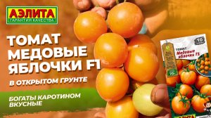 Томат МЕДОВЫЕ ЯБЛОЧКИ F1 в ОТКРЫТОМ ГРУНТЕ