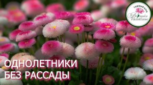 ОДНОЛЕТНИКИ БЕЗ РАССАДЫ