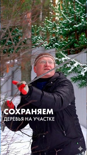 Как мы сохраняем деревья при строительстве дома