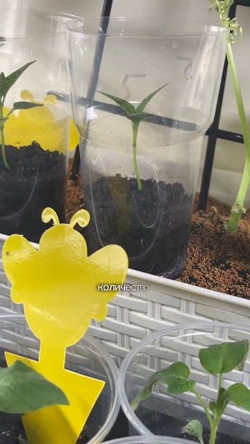 Клип @lenkaslopatoy