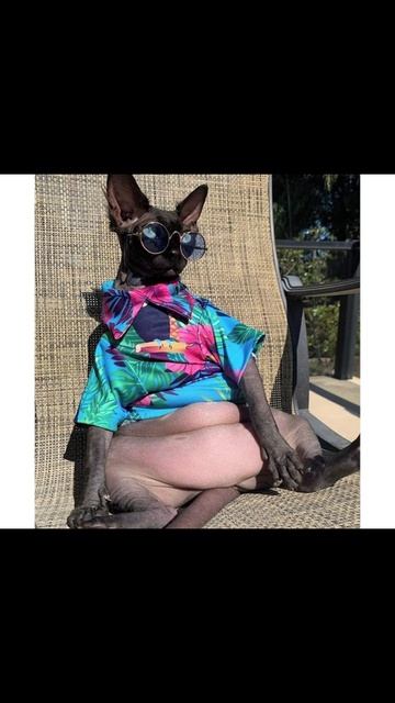 Коты это жидкость! Приколы с котами