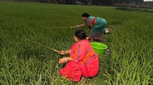 Видео о рыбалке __ Удивительная рыбалка деревенской женщины на крючок на фоне живописной природы