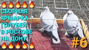 🔥🔥🔥 Голуби разных регионов на ярмарке в Ростове на Дону. Птичий рынок 15.03.26.Часть 6.