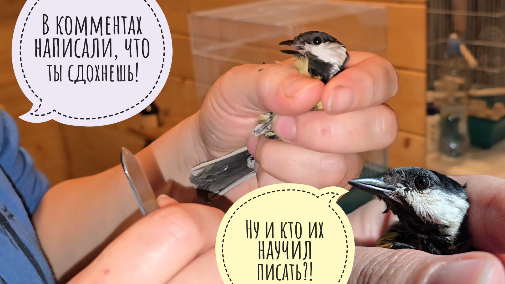 Синица, которая смогла! Выжить с нарывом размером с голову и улететь на волю!