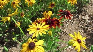 Рудбекия: роскошные цветы  для малоуходного цветника