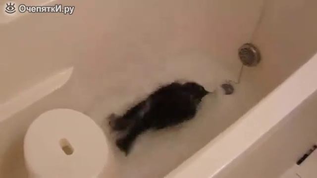 Ворона моется