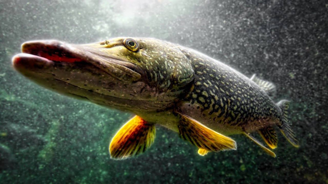 КРУТЕЙШИЕ АТАКИ ЩУКИ НА ЖИВЦА! Рыбалка на жерлицы РУССКАЯ РЫБАЛКА 2026 Подводная съемка рЫБАЛКА 2026