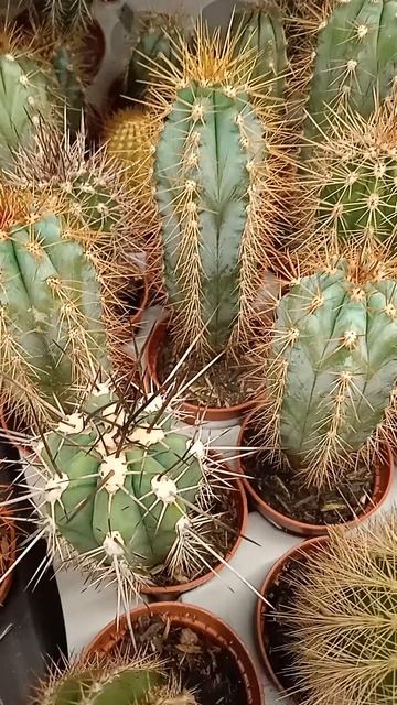 Пересадка комнатных кактусов: оптимальное время