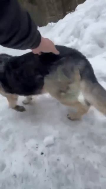 Очаровательная овчарка Нора 🌸 ищет 🏠❗Пост в описании 🎥 #собака #овчарка #любовь  #друг #верность