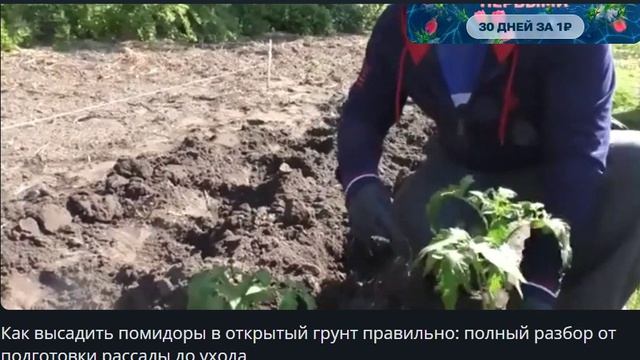 Как высадить помидоры в открытый грунт правильно