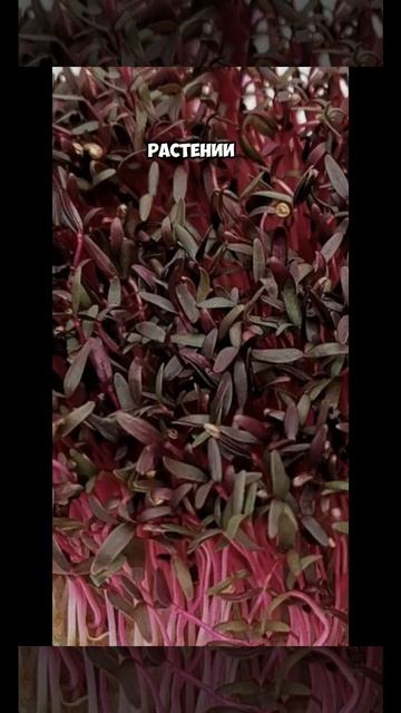 Микрозелень красной капусты, свеклы, амаранта, сравнительная польза #садиогород #зож #пп #деревня