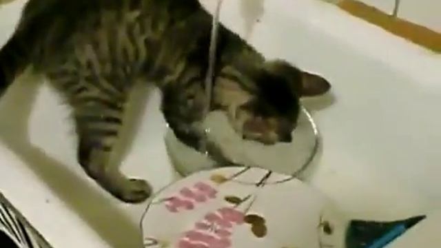 Котёнок посудомойщик