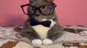 Если бы котики ходили в школу-1 СЕНТЯБРЯ