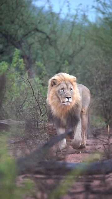 Самцы редко участвуют в охоте из-за гривы, которая мешает животному оставаться незаметным