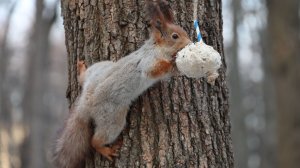 Белка снова ест сало