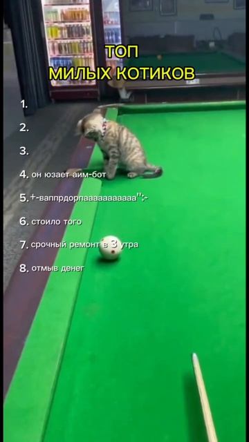 СМЕШНЫЕ КОТЫ — ТОП МИЛЫХ КОТИКОВ #коты #мемы