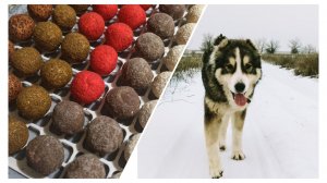 Сыр в кошачьих лотках💩Алабай вырвался на свободу 🫣