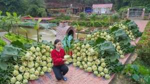 Сбор урожая кольраби для продажи. Уход за домашним скотом и посадка овощей. Серия 68. Ли Фук Ви