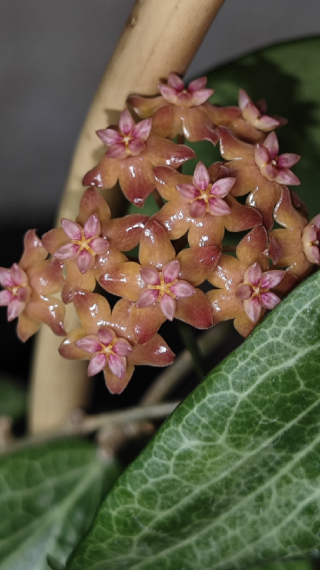 Hoya Fitchii