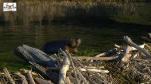 Бобры строят плотину