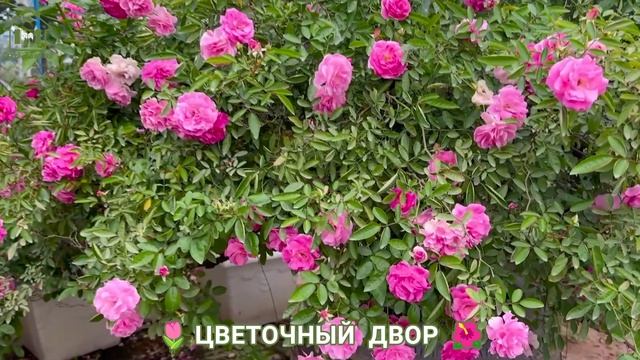 Дворы и дачи с роскошными цветами 🌹 сплошное вдохновение для души (19)