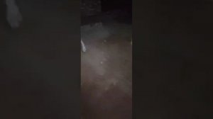 В приюте вольер затопило, а на новой земле все хорошо