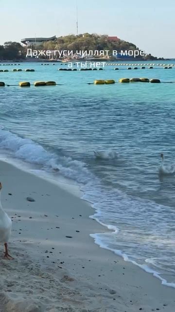 Гуси домашние