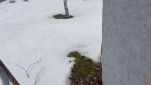 На дачу. Снега все еще очень много. Сею в теплице зеленушку