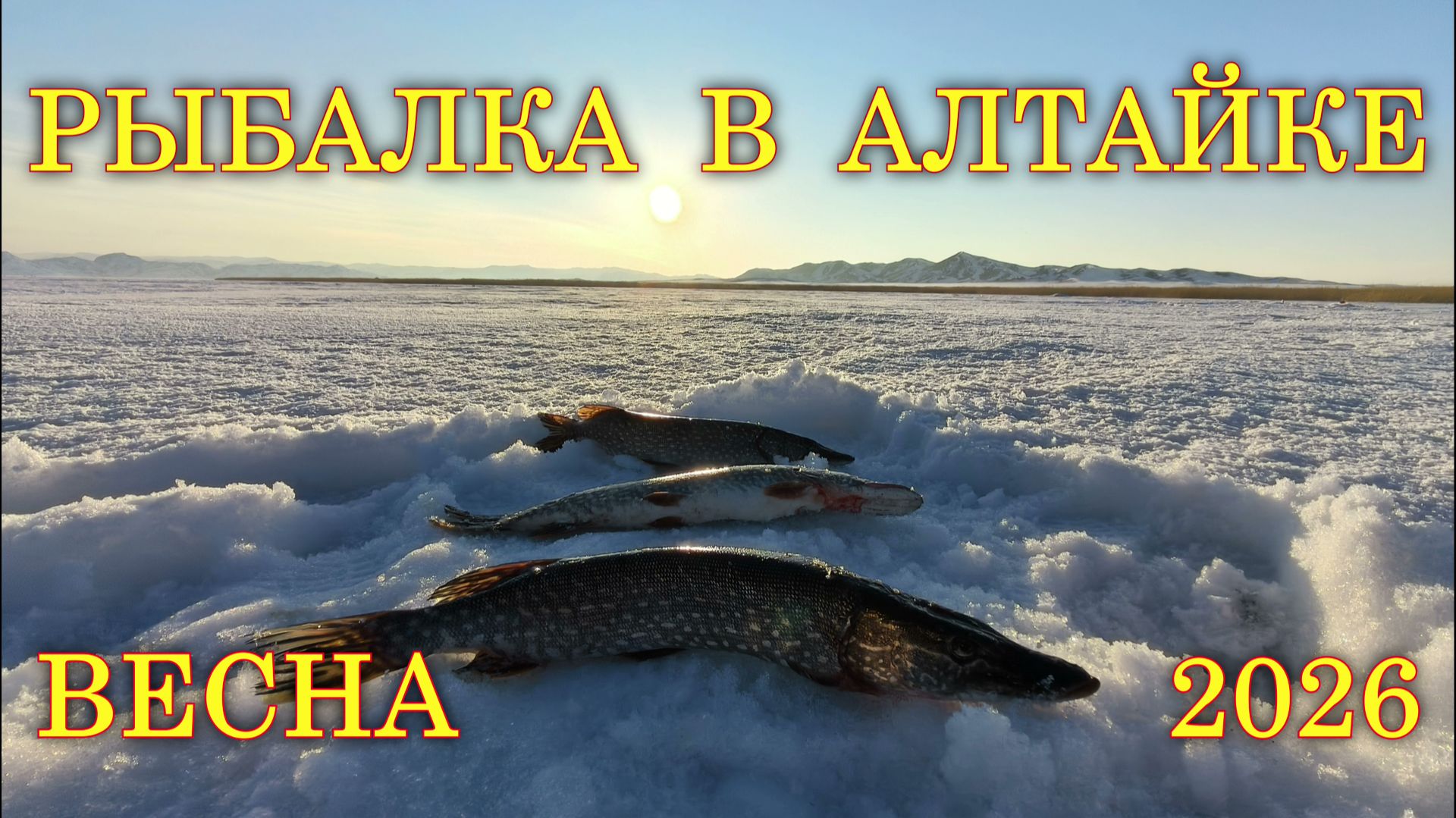 РЫБАЛКА В АЛТАЙКЕ. ВЕСНА 2026