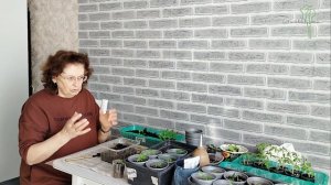 Дела мои, рассадные))