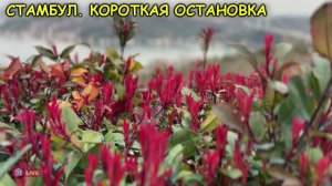 СТАМБУЛ КОРОТКАЯ ОСТАНОВКА