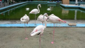 УТРЕННЯЯ ПОЧТА ! ПРО ПАТРИОТИЗМ! ВАСЕВСКИЕ -БЫДЛЯЧЕСКИЕ ПРИВЫЧКИ !