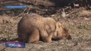 Сурки проснулись в Московском зоопарке