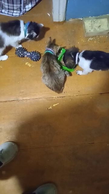 Айва, Барсик и Макс обедают