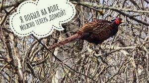 Фазан вернулся домой, а там никого нет. Пёс Кубик прощается со снегом и встречает водичку