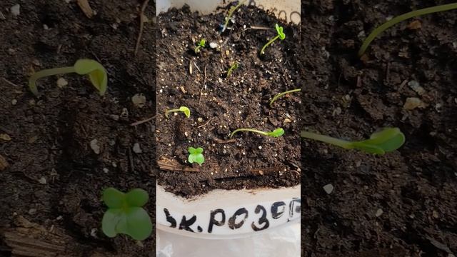 Капуста✅ сеяла 23.марта.
Всходы семян ✅😉это Лицо продавца🧐 
Проверим 👆 сегодня 27 марта