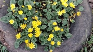 Зацвели гиацинты, чистяк, фиалки, нарциссы, и другие цветы.