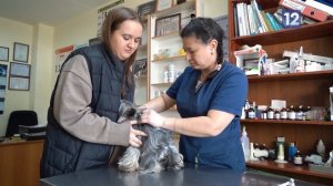 КАК ЗАЩИТИТЬ ПИТОМЦА ОТ ПАРАЗИТОВ