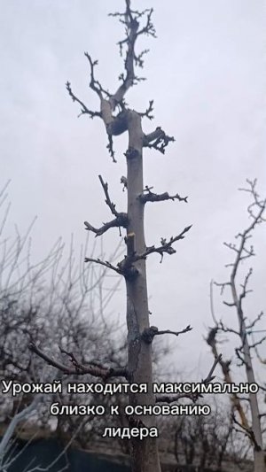 Демонстрационная система обрезки сливы