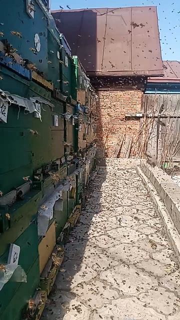 облет пчел 27 марта 26 года
